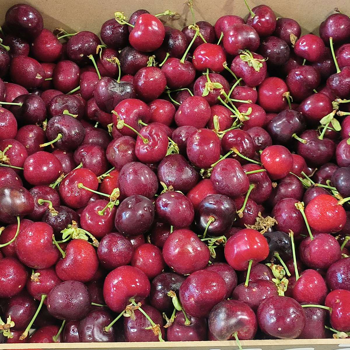 cerises Burlat 500g local