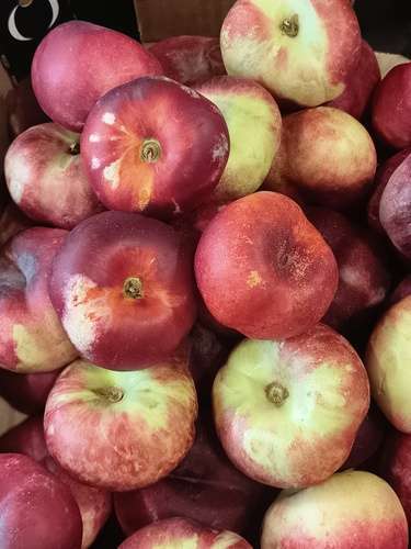 Nectarine plate blanche 500g France
