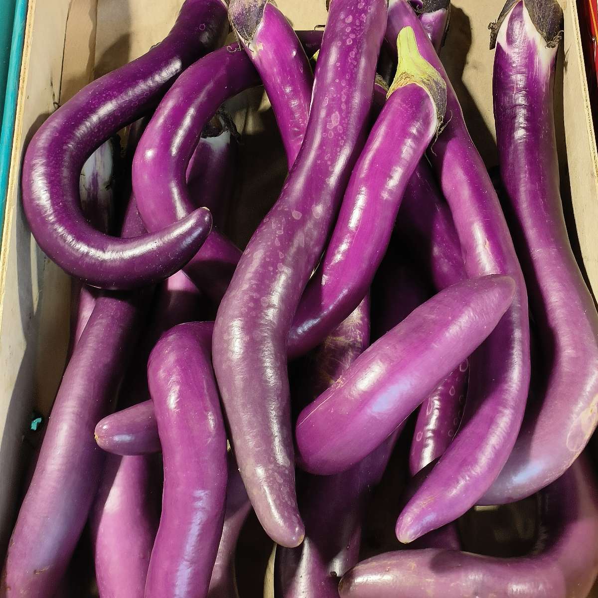 Aubergine japonaise