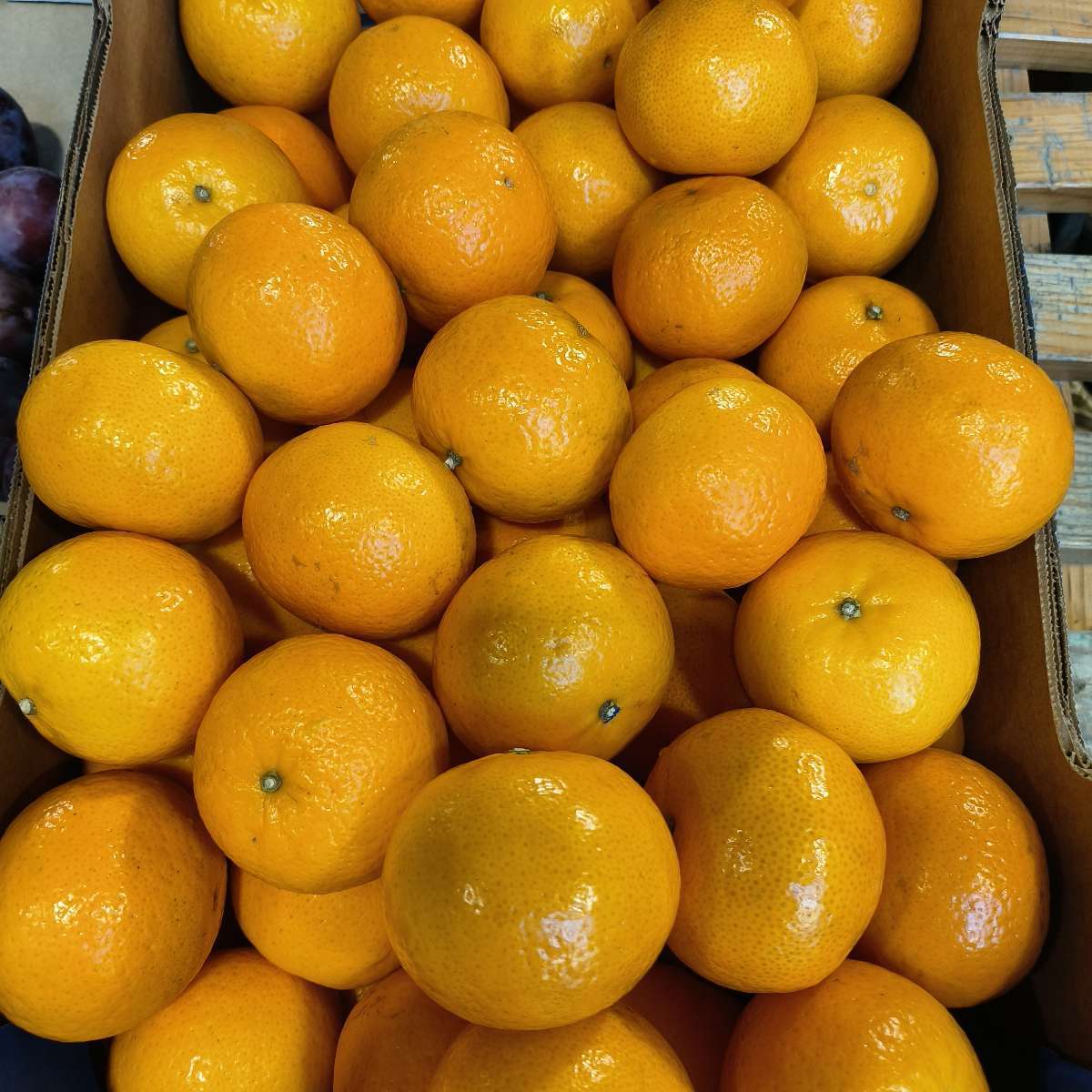 Mandarine orri