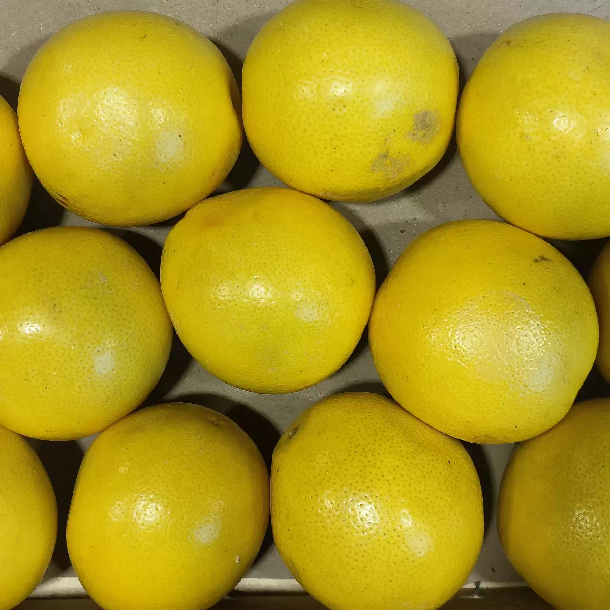 Pomelo white jackson la pièce