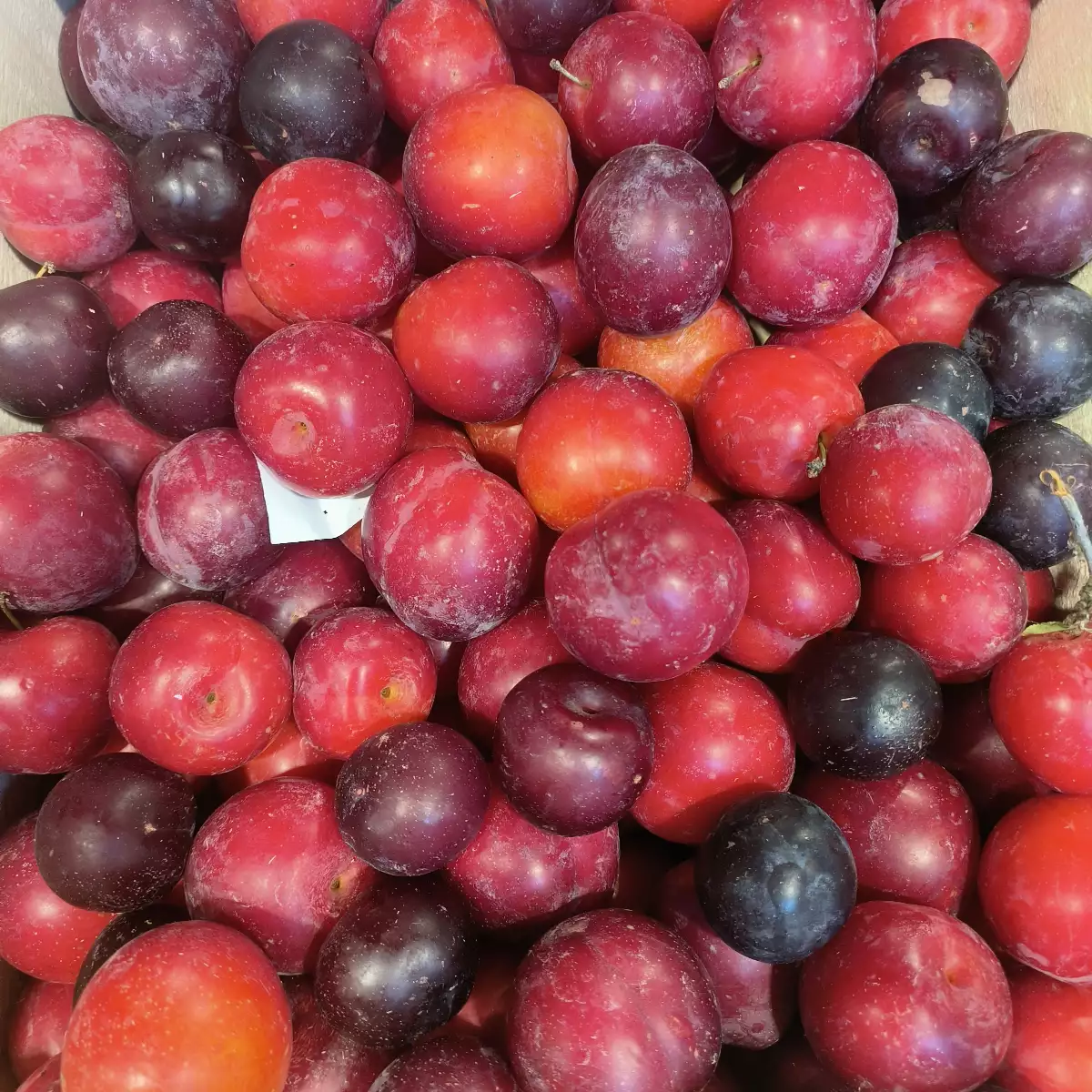 Prune Fortune 500g Région