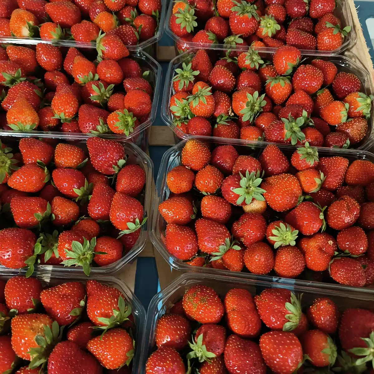 Fraises Favori 500g Région