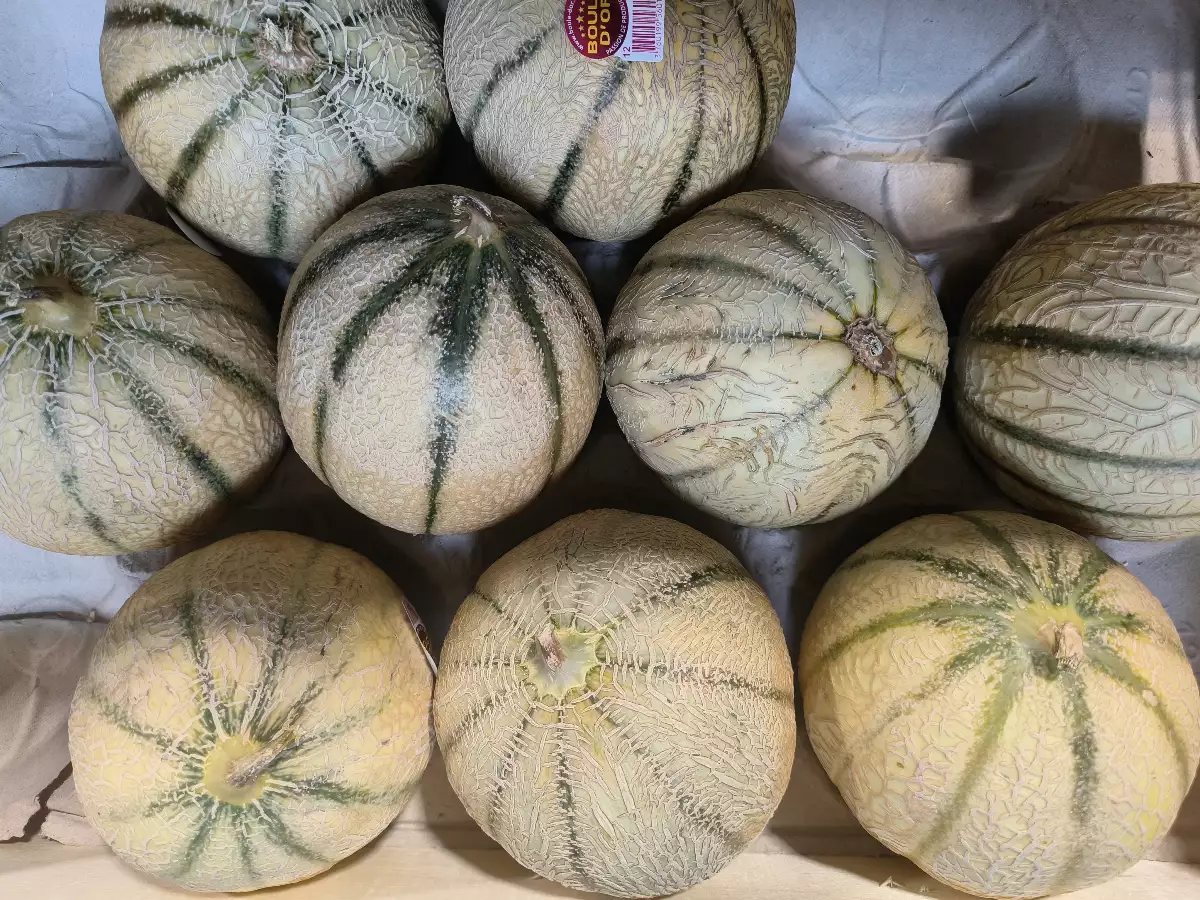 Melon charentais Local
