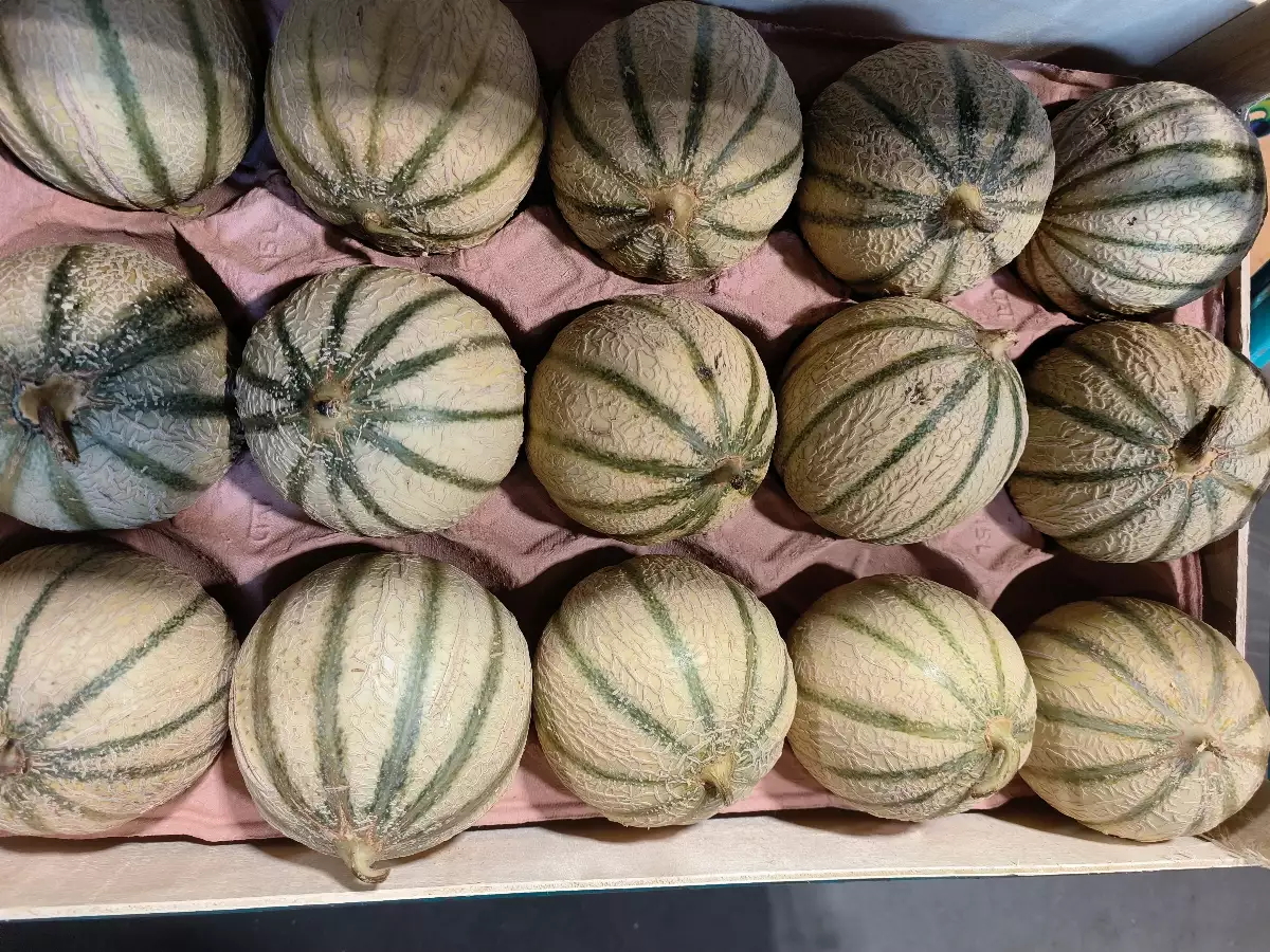 Melon local 15