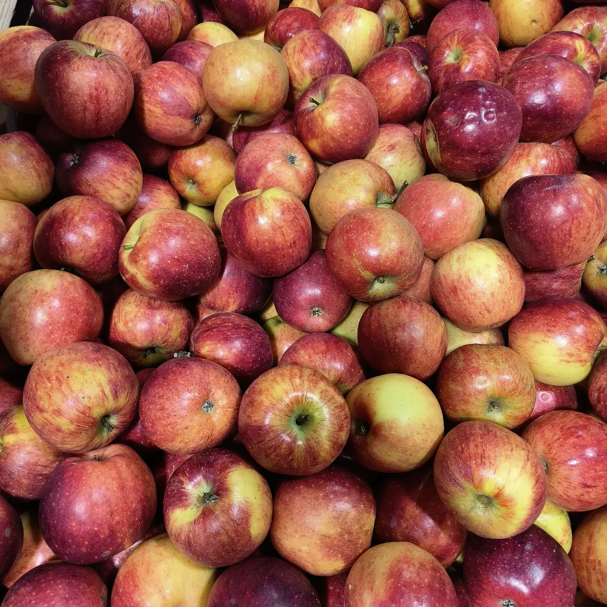 Pomme Rougelle le kg Local