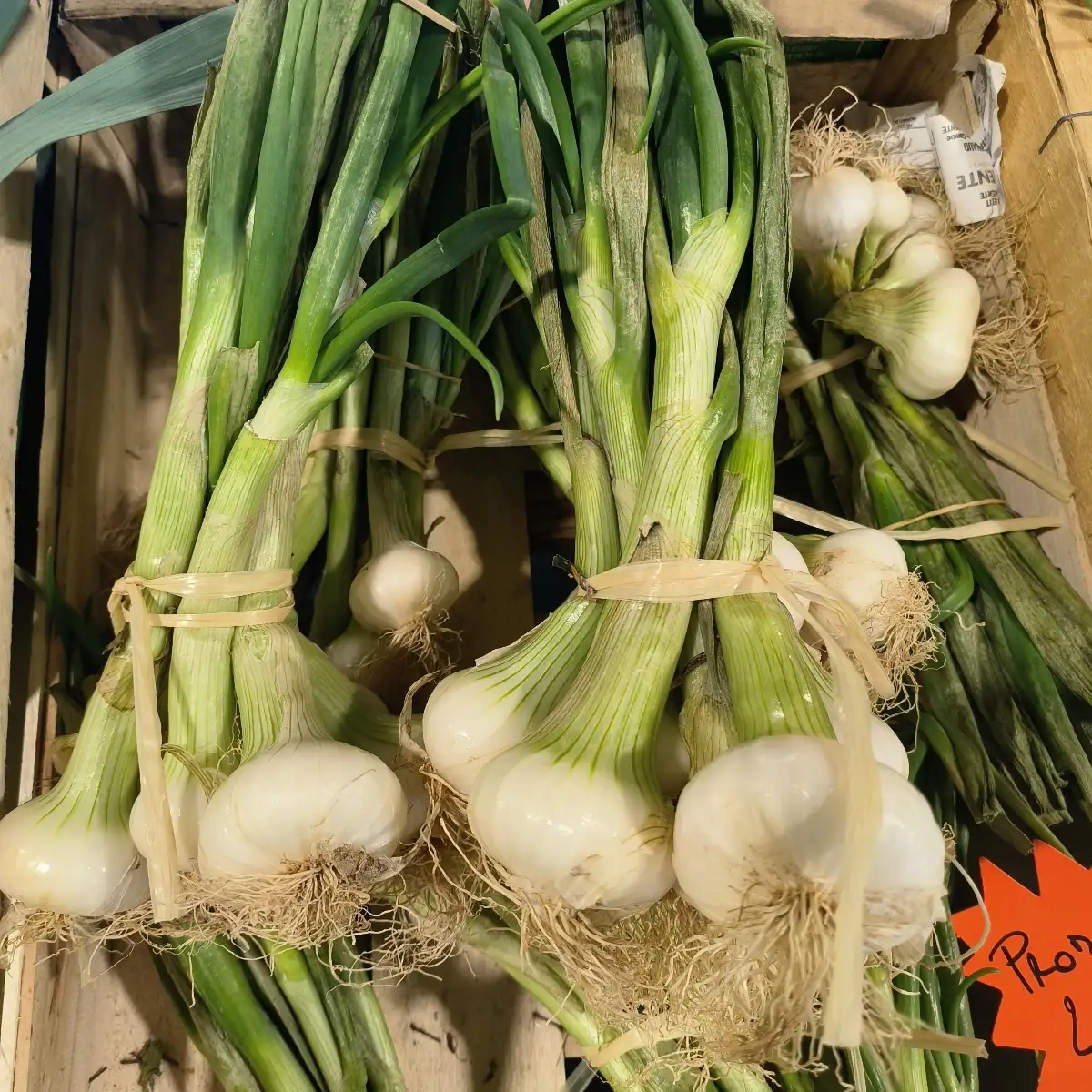 Oignon blanc la botte Région