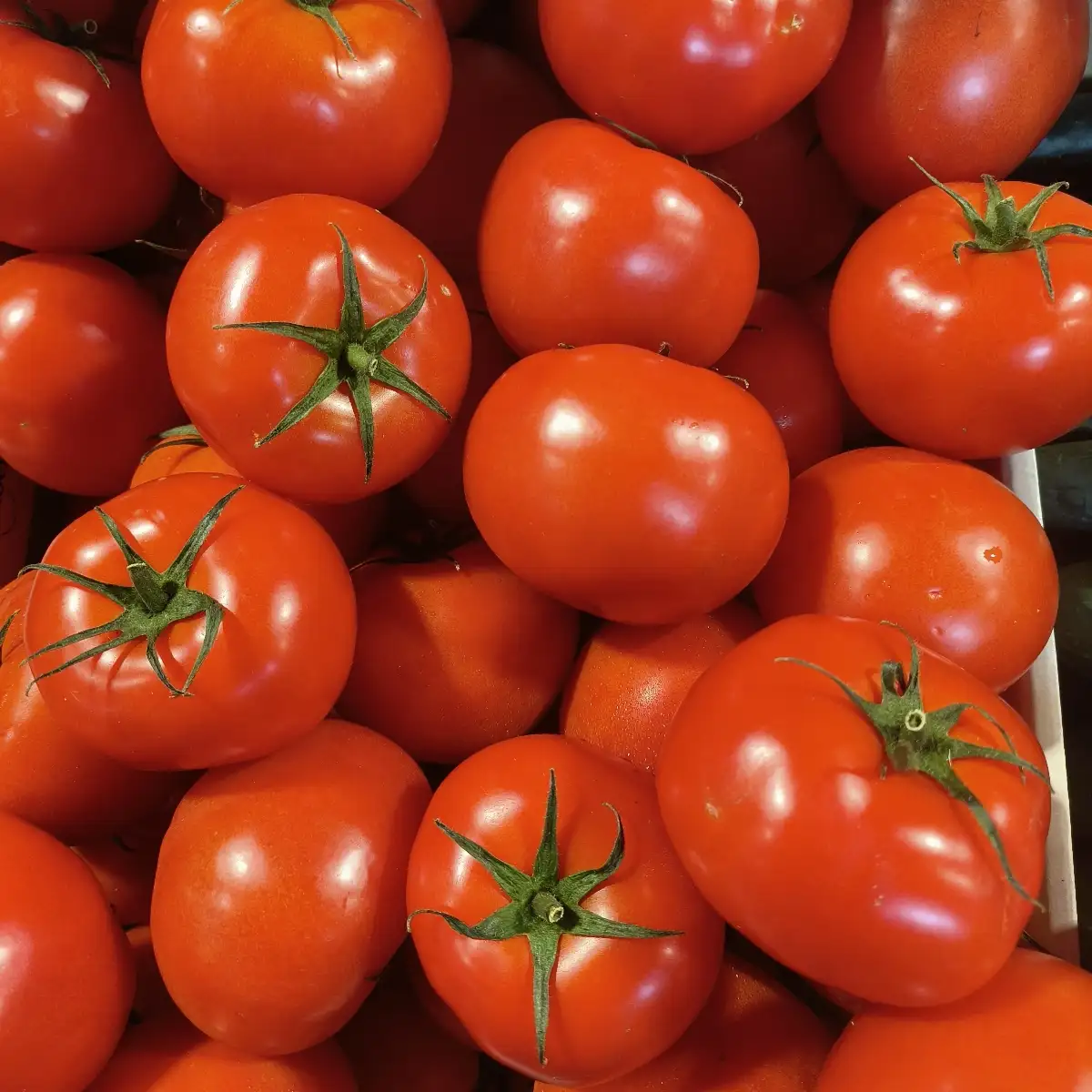 Tomate ronde le kg France