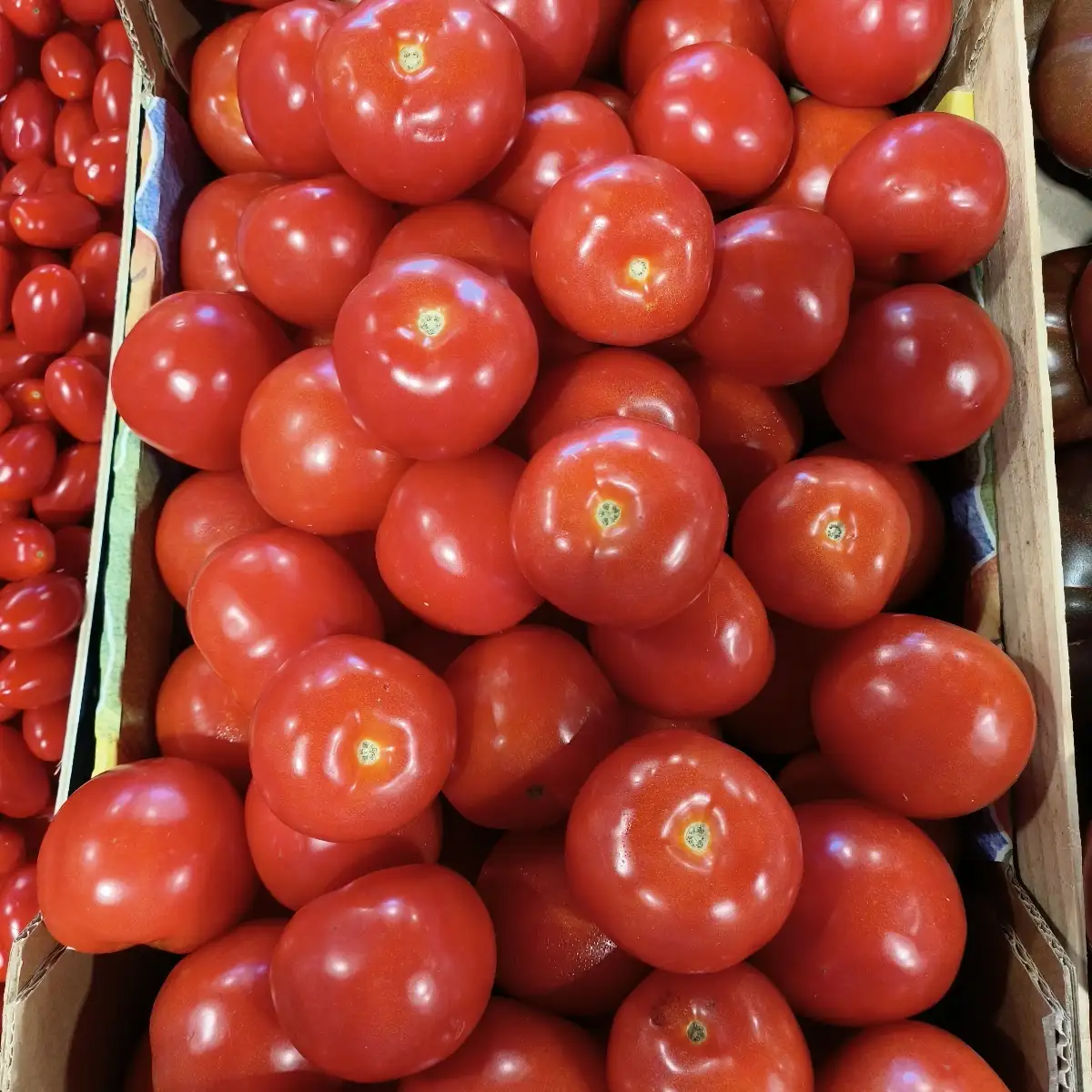 Tomate ronde pleine terre le kg Local
