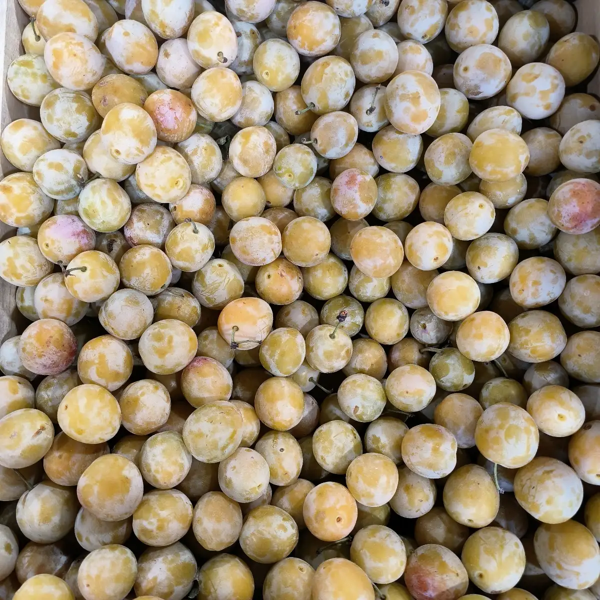 Mirabelle 500g France