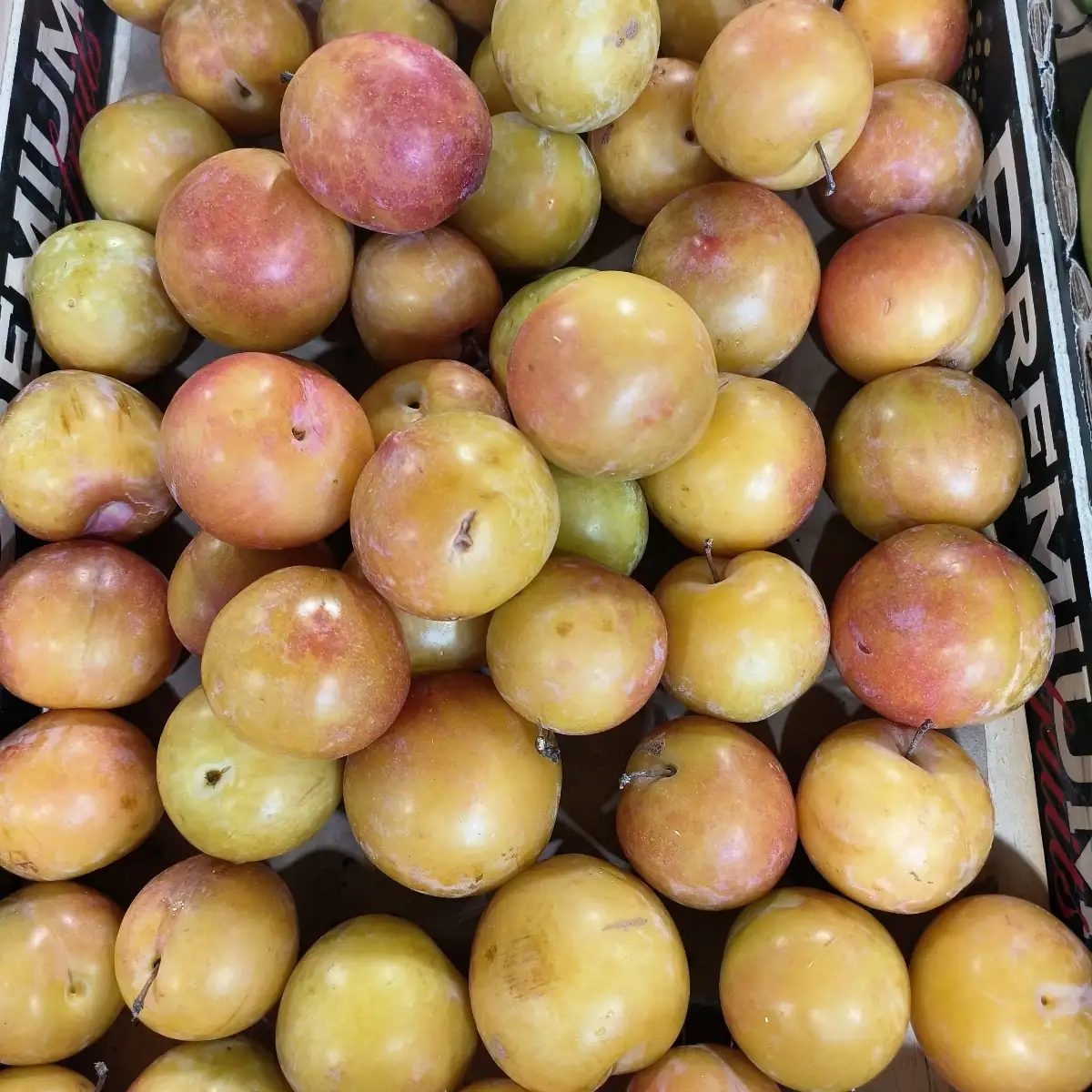 Prune TC Sun 500g Région