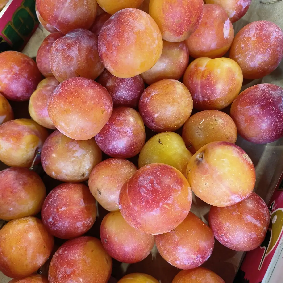 Prune Rubinel 500g Région