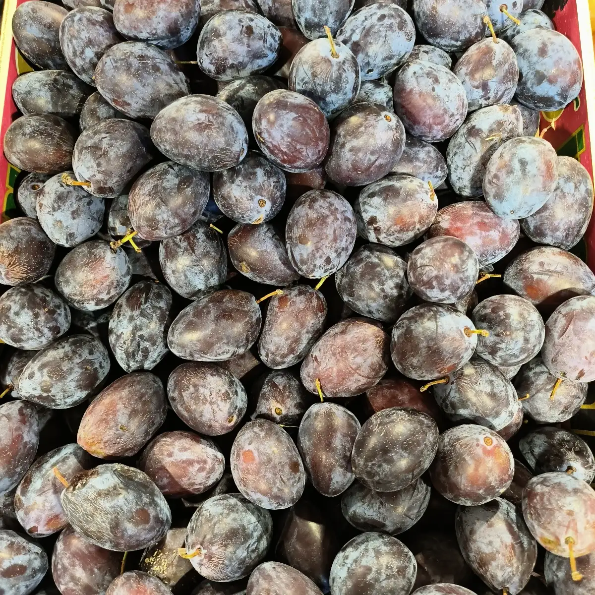 Prune Quetsche 500g France