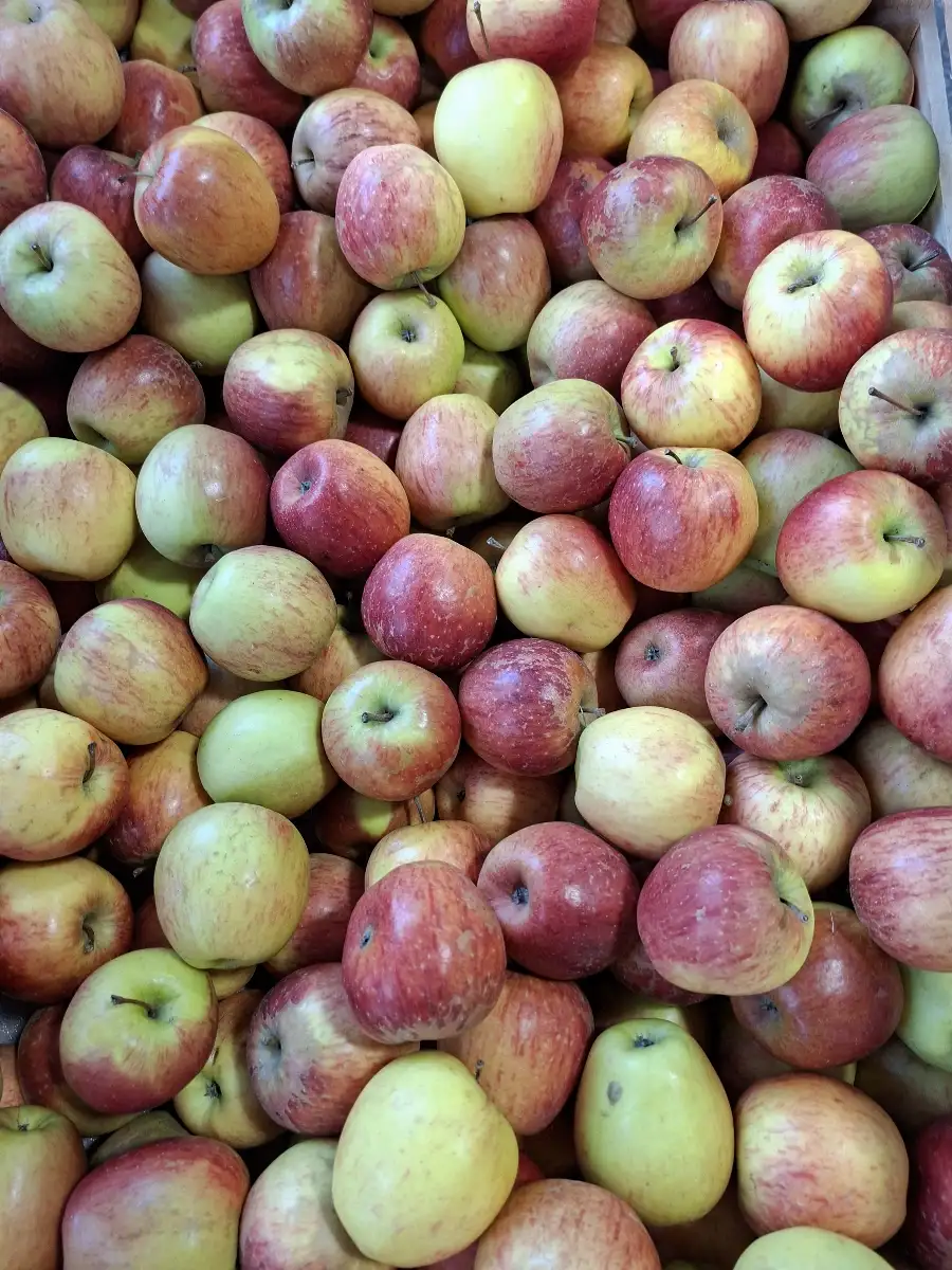 Pomme Gala le kg Local