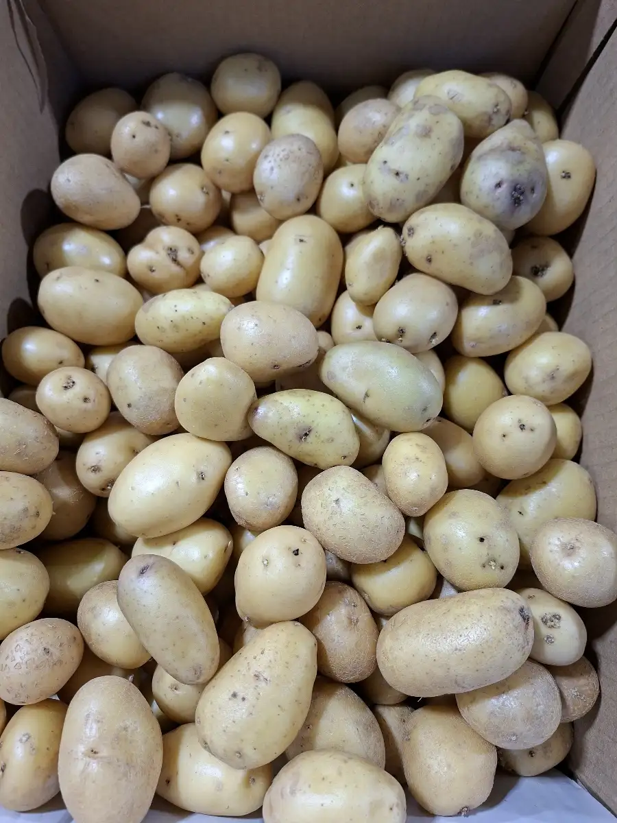 PDT grenaille le kg France