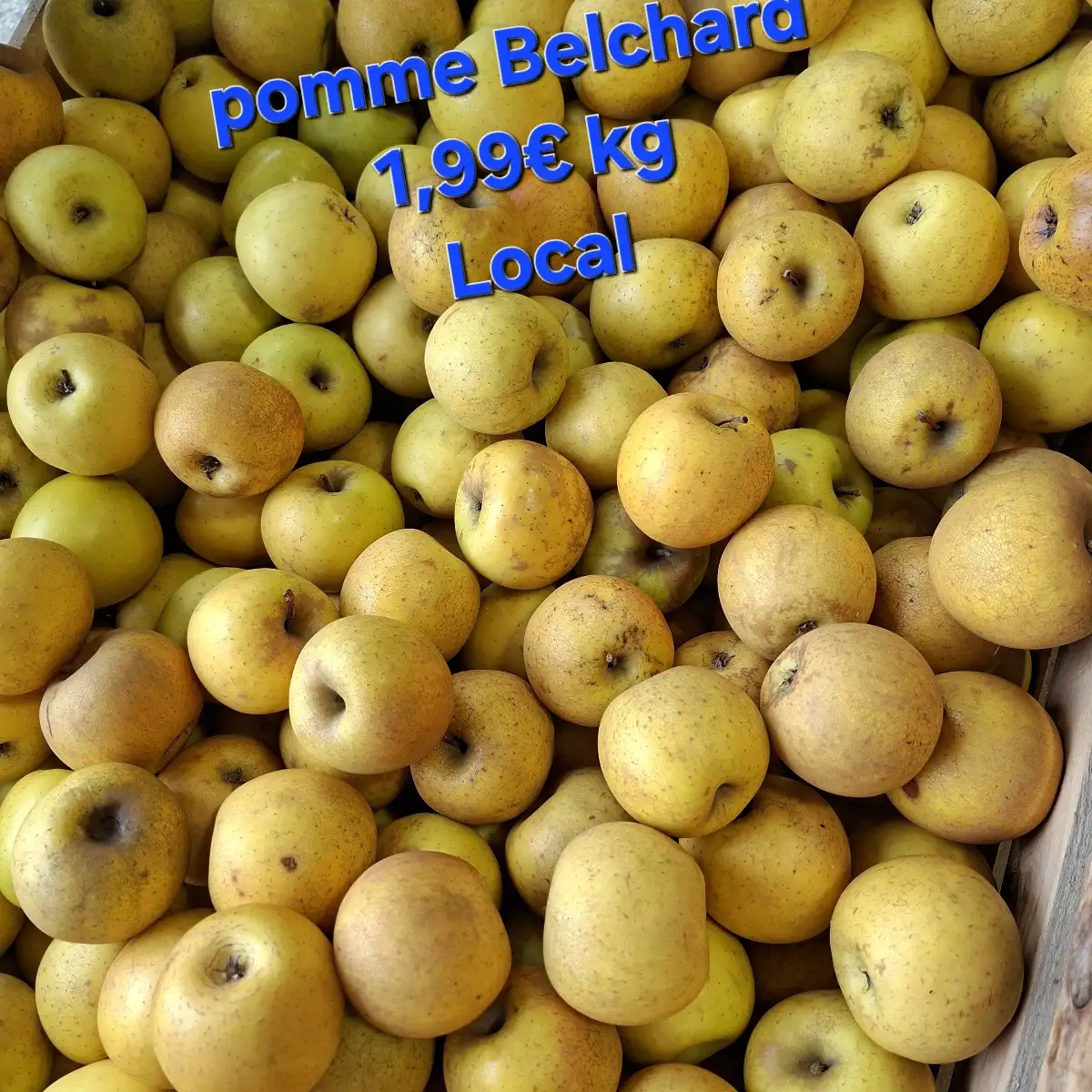 Pomme Belchard le kg Local